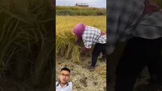 Long sickle makes harvesting rice easier sonlv [upl. by Negiam205]