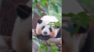 Panda Falls Asleep in a Tree 🌳  Adorable Wildlife Moment Shorts [upl. by Hpejsoj]