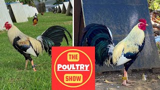 IGF Compilation  Poultry Show [upl. by Tull914]