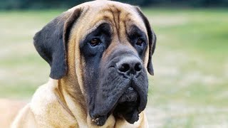 English Mastiff  amazing facts in hindi  Animal Channel Hindi [upl. by Danuloff]