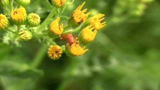 Common Red Soldier Beetle Rhagonycha fulva on Ragwort  Roter Weichkäfer auf Jakobs Greiskraut [upl. by Cotterell656]