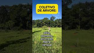 Aumentativo diminutivo e coletivo [upl. by Therine]