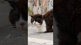 The Secret Lives Of Feral Cats Are Unbelievable [upl. by Eelesor]