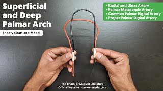 Superficial and Deep Palmar Arch  22  Upper Limb Anatomy  TCML [upl. by Xymenes]