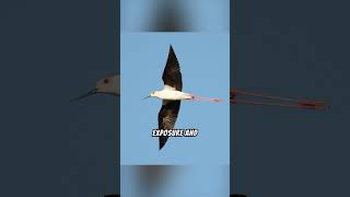 The black winged stilt Why does it stand on one leg birds wildlife [upl. by Devi]