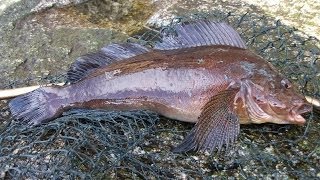 Greenling Off The Breakwater  Fishing Victoria BC [upl. by Isabel]