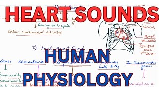 Hear Sounds cardiac cycle heart Sounds Human Physiology Lectures [upl. by Dene258]