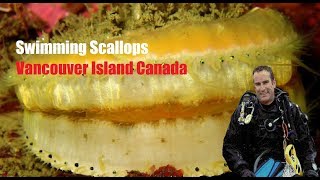 Swimming Scallops on Scuba Dive off Vancouver Island [upl. by Sakhuja]