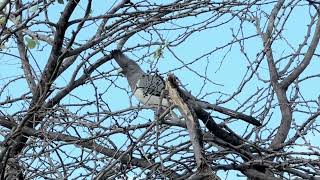 Safari Experience Whitebellied Goawaybird Baffalo Springs [upl. by Nahtnaoj]