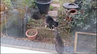 Cats confrontation in garden [upl. by Apfel]