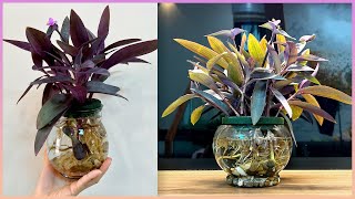 Ways to grow aquatic plants to cool living spaces It will surprise you [upl. by Dimphia]