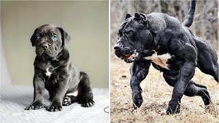 Before amp After Animals Growing Up Amazing Animal Transformation 💥 short tiktok animals [upl. by Asor]