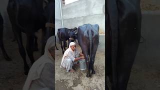 Buffalo 🐃 Murrah Nasal ki milking by Hand degreesongreelsDeepPhulwala [upl. by Anilos816]