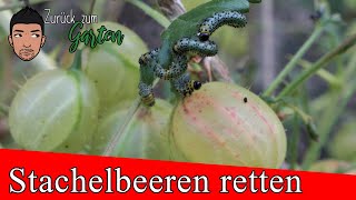 Stachelbeeren vorm Kahlfraß retten  der Schädling die Stachelbeerblattwespe [upl. by Hgielar]