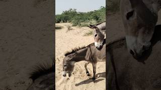 Donkeyspetsghadha ytshorts shortsfeed viralvideo [upl. by Menis74]