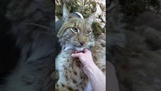 Petting a lynx [upl. by Aihppa774]