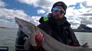 Pêche à lesturgeon et au doré sur le fleuve Saint Laurent [upl. by Anivla784]