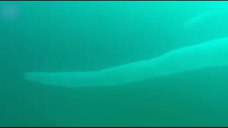 Diver comes face to face with mysterious condomshaped creature [upl. by Timrek]