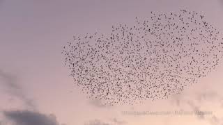 Starling murmuration in sunset [upl. by Dorfman]