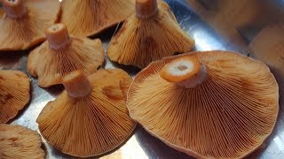 Saffron Milk Cap Mushroom Lactarius deliciosus [upl. by Ardnohs695]