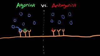 The Difference Between Agonists vs Antagonists [upl. by Leahcimnaes396]