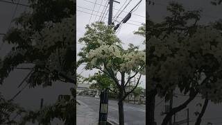 Cornus Kousasmall white flower 🌸 Dogwood tree 🌳 [upl. by Anuahs]