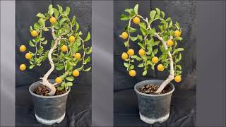 Dovyalis caffra Kei apple bonsai  Aiming for a Weeping style [upl. by Eliath]