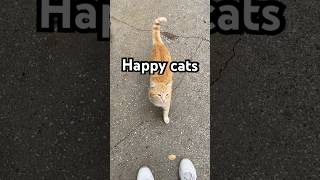 Iam so happy to see this cats nurdemiroglu cat denizli shortvideo fyp catlover cats [upl. by Anyah]