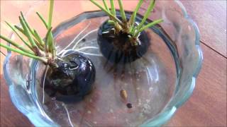 GrowPlant Chinese Water Chestnut Eleocharis dulcis in pondswimming pool [upl. by Perrie354]