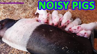 Noisy pigs  Pig and piglets grunting amp squealing sounds  Oink sounds [upl. by Oyam]