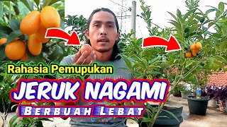 Jeruk Nagami Tabulampot Rajin Berbuah [upl. by Eelannej]