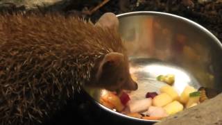 Lesser hedgehog tenrec eat a worm in HD [upl. by Heidy445]