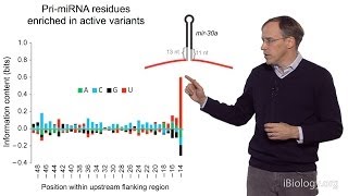 David Bartel Whitehead InstituteMITHHMI Part 3 MicroRNAs What is a MicroRNA [upl. by Neala]