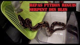 Repas de mes serpents  Python Reguis quotRoyalquot Pantherophis Guttatus quot Serpent des blés quot [upl. by Uokes]