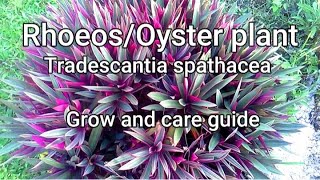 Tradescantia spathaceaOyster plantRhoeo Guide and tips on how to grow care and propagate [upl. by Dina408]