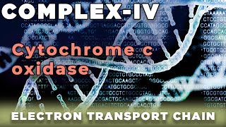 Cytochrome c Oxidase  Complex IV Mitochondria [upl. by Ardnassak258]