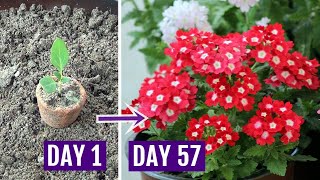 How to Grow Verbena Plant with All Care Tips  Complete Guide [upl. by Cox129]