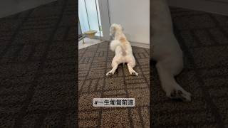 一生匍匐前進 日常ショート 癒し 犬のいる生活 いぬちゅーぶ 可愛い チワマル [upl. by Kcirrez]