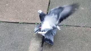 pigeon mating 4 [upl. by Maxwell]