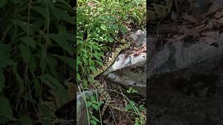 Blacktailed Rattlesnake in Madera Canyon AZ [upl. by Litnahc]