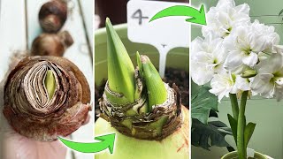 4 Methods to Plant Amaryllis Hippeastrum Bulbs  Which One Grows Fastest Part 1 Turn on CC [upl. by Clements907]