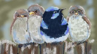 Fairy wren painting  ipad art timelapse [upl. by Anahsar295]