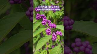 좀작살나무 효능 Callicarpa dichotoma 보라색열매 나무 shorts [upl. by Calysta211]