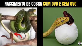 Nascimento de Cobra com Ovo e Sem Ovo  Biólogo Henrique [upl. by Ardnayek314]