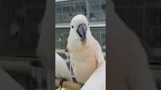 Talking Macaw Parrot viralshort trendingshorts youtubeshorts [upl. by Roselyn]