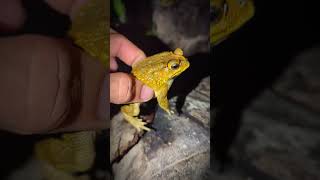 funny frog videos try not to laugh  funny catch drop in bucket  frog funny videos  longheng funny [upl. by Vinn]