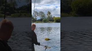 Carp fishing in weed at linear fisheries fishing fish carp carpfishing angling shorts [upl. by Kraft]