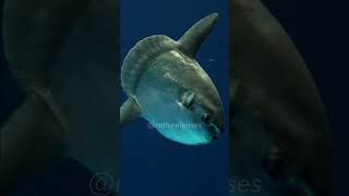 Ocean Sunfish  One Of The Weirdest Fish On Earth [upl. by Nohsreg]