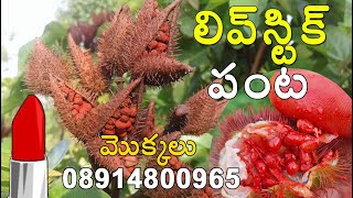 Lipstick seedsfarming annatto bixa orellana plants for sale 08914800965 [upl. by Jessa]