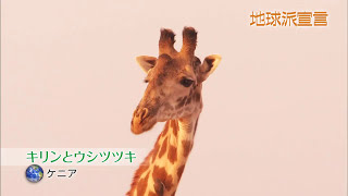 【地球派宣言】キリンとウシツツキ｜Giraffe and Oxpecker quotVoice of the Earthquot [upl. by Nosnar]